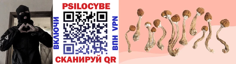 Галлюциногенные грибы Cubensis  Купить  Каргат 